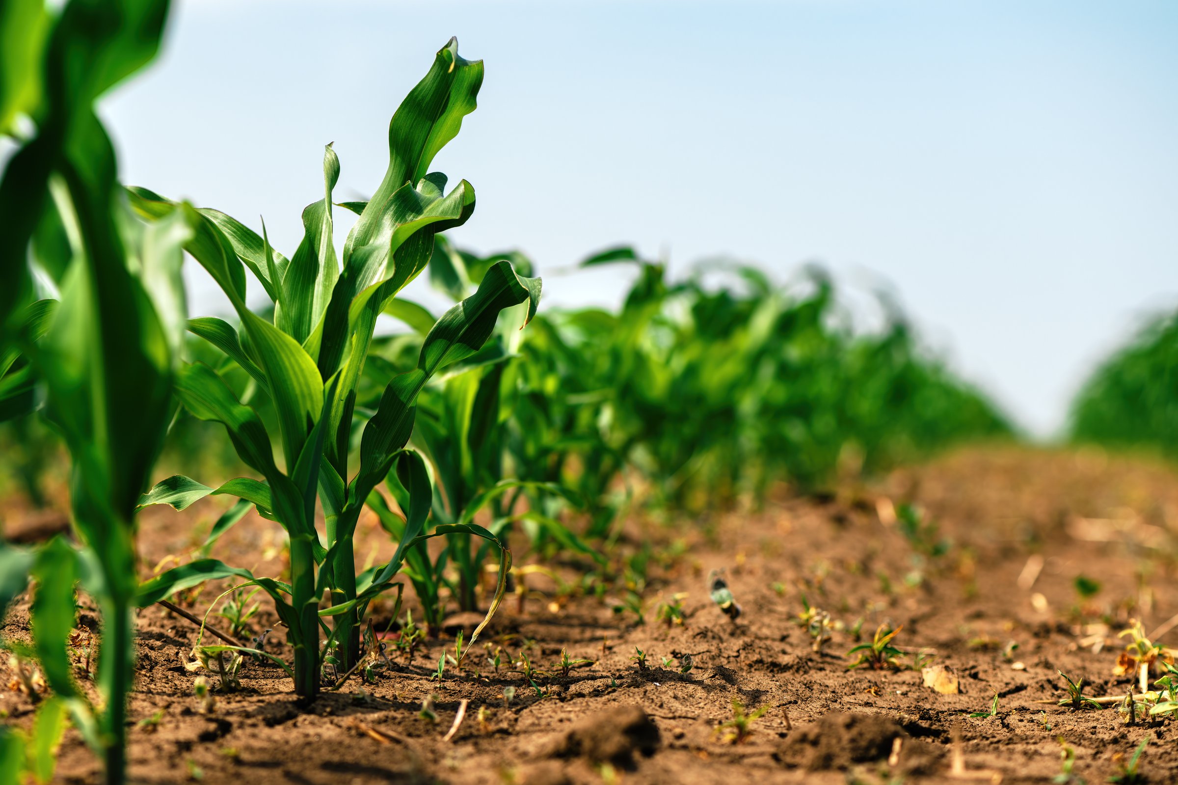 Green corn sprouts in agricultural field