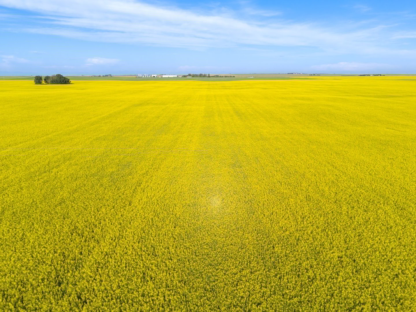 Aerial view of canola fields in Alberta.