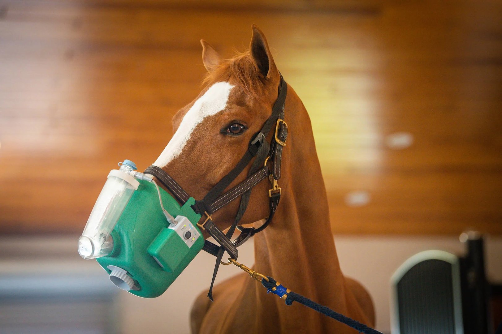 Flexineb breathing therapy treatment for horses
