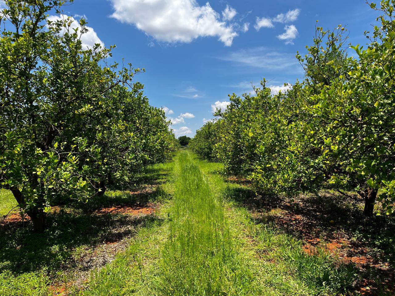 Agriculture and construction services