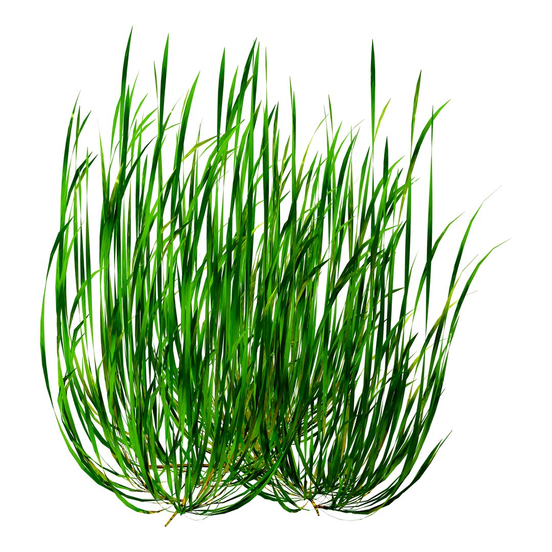 3D rendering of green seagrass isolated on white background