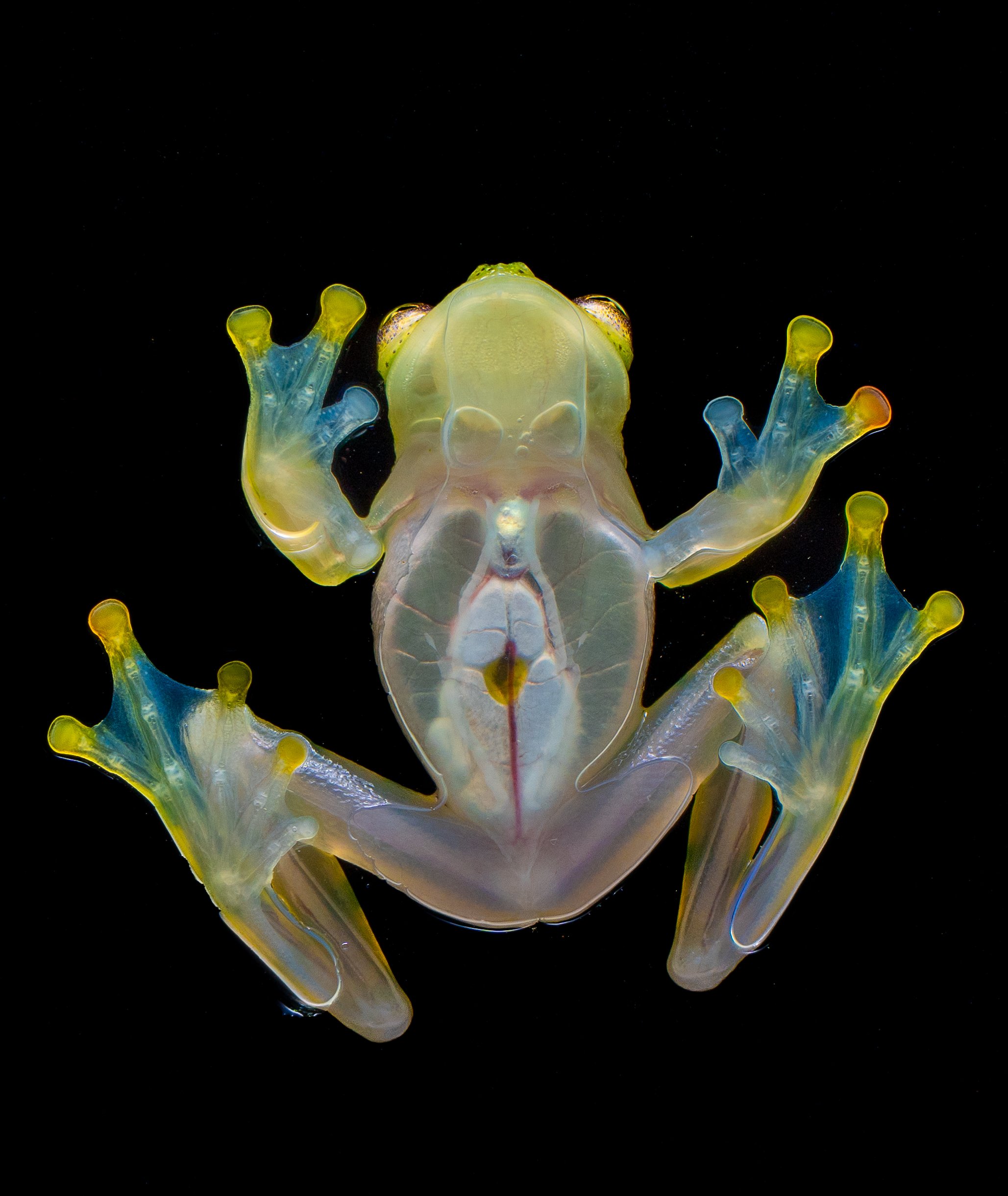 A transparent glass frog against a black background, showcasing its internal organs and colorful limbs.