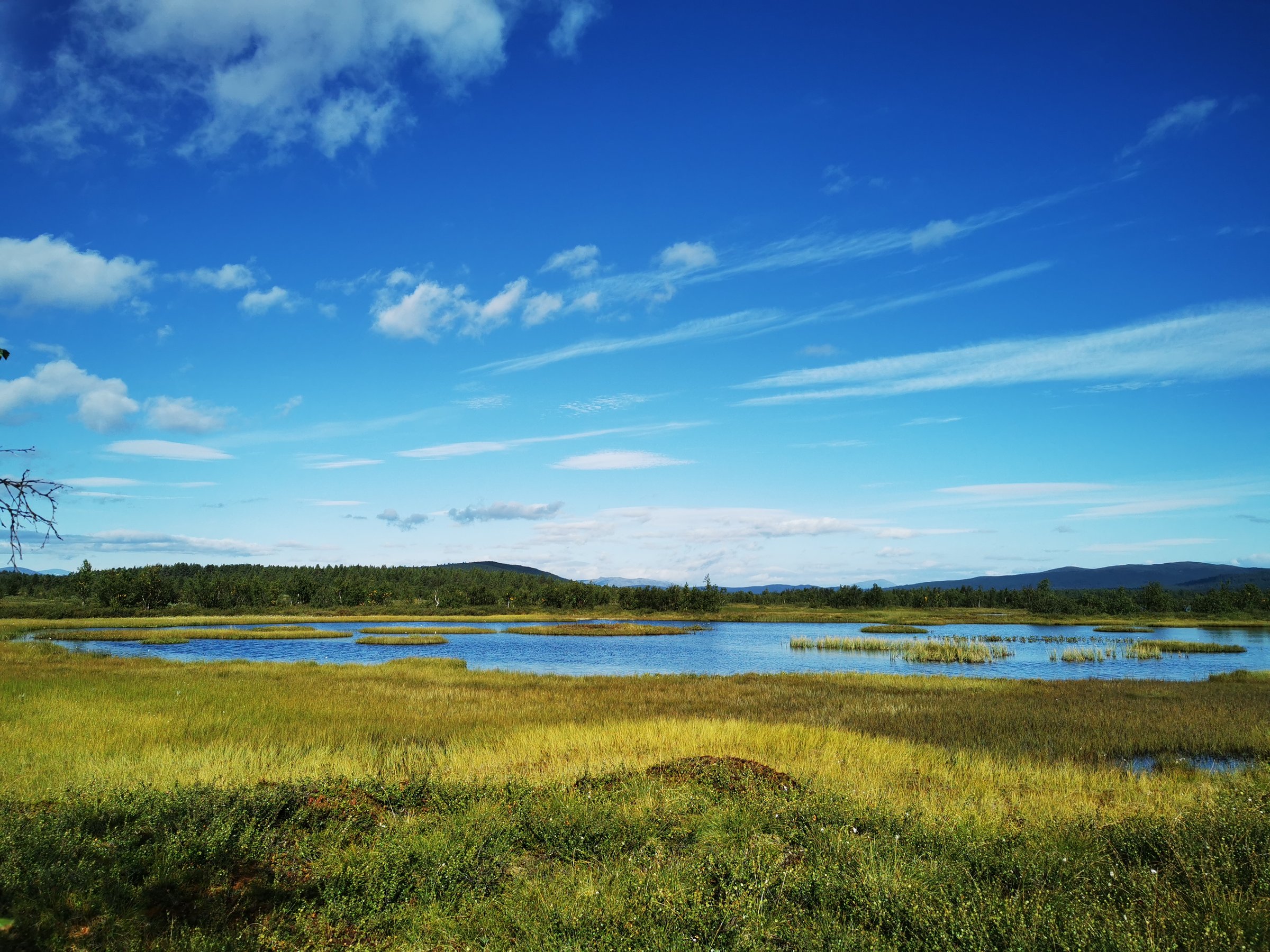 Moorlandschaft