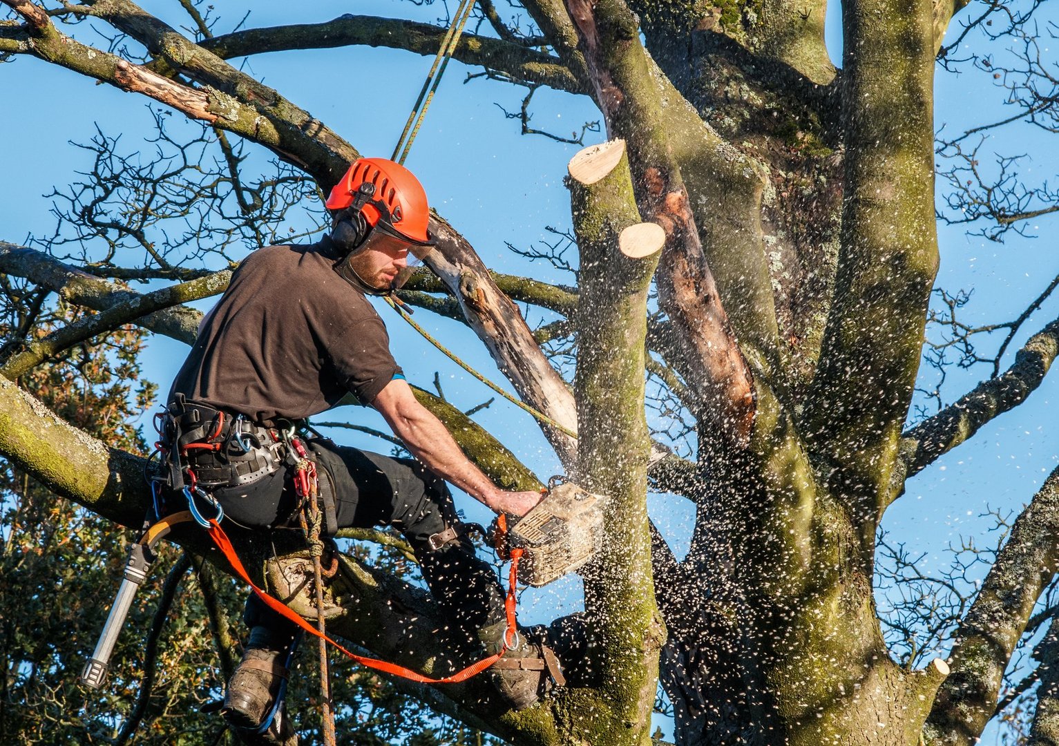 Trre surgeon hangingfrom ropes in the crown of a tree using a chainsaw to cut branches down. The adult male is wearing full safety equipment. Motion blur of chippings and sawdust.