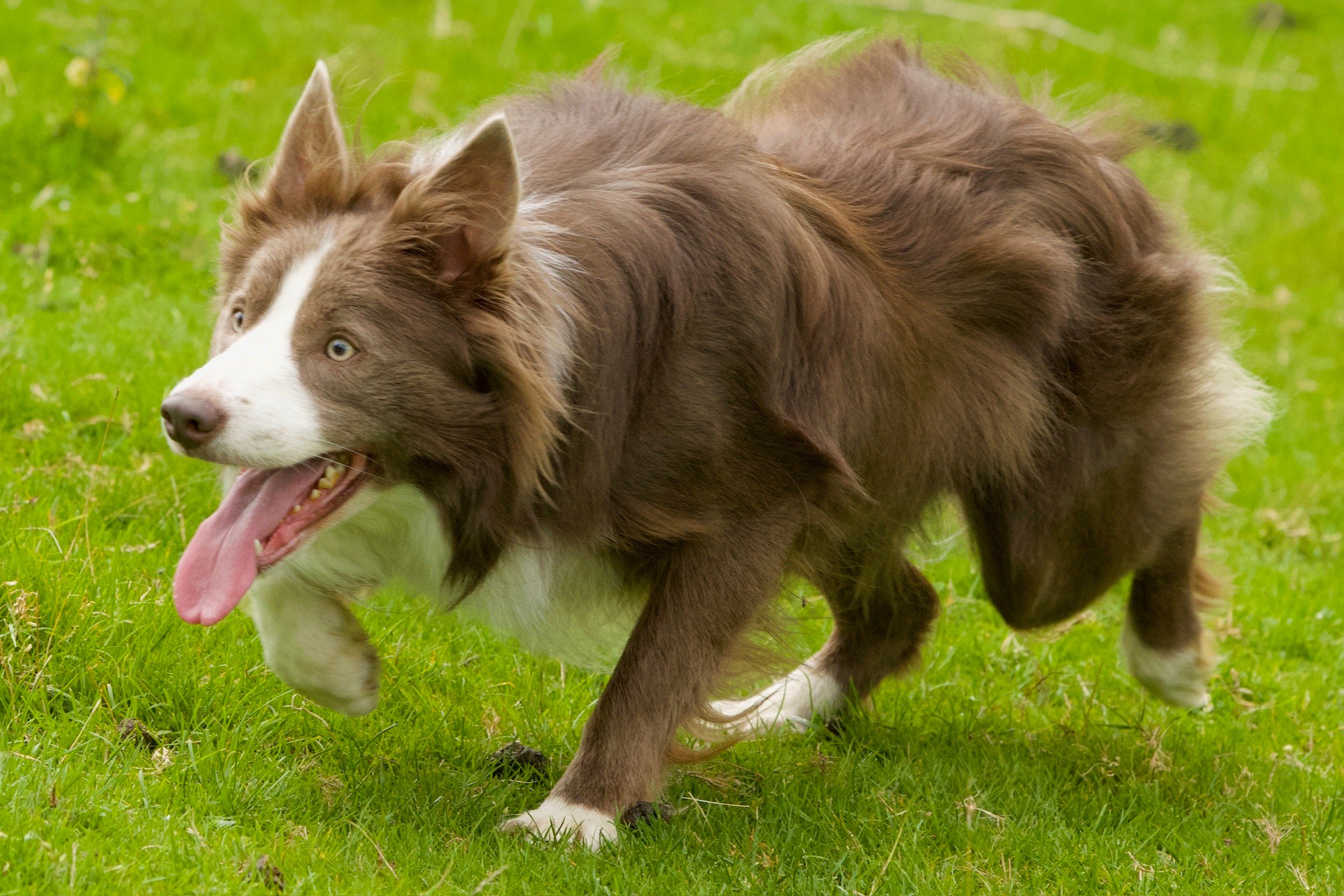 Stud dog at Park Hills Farm