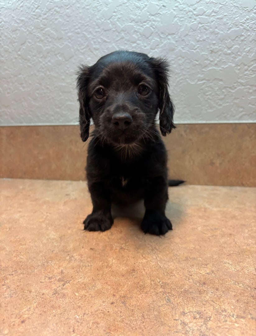 A small black puppy with floppy ears sitting on a brown surface against a textured white wall.