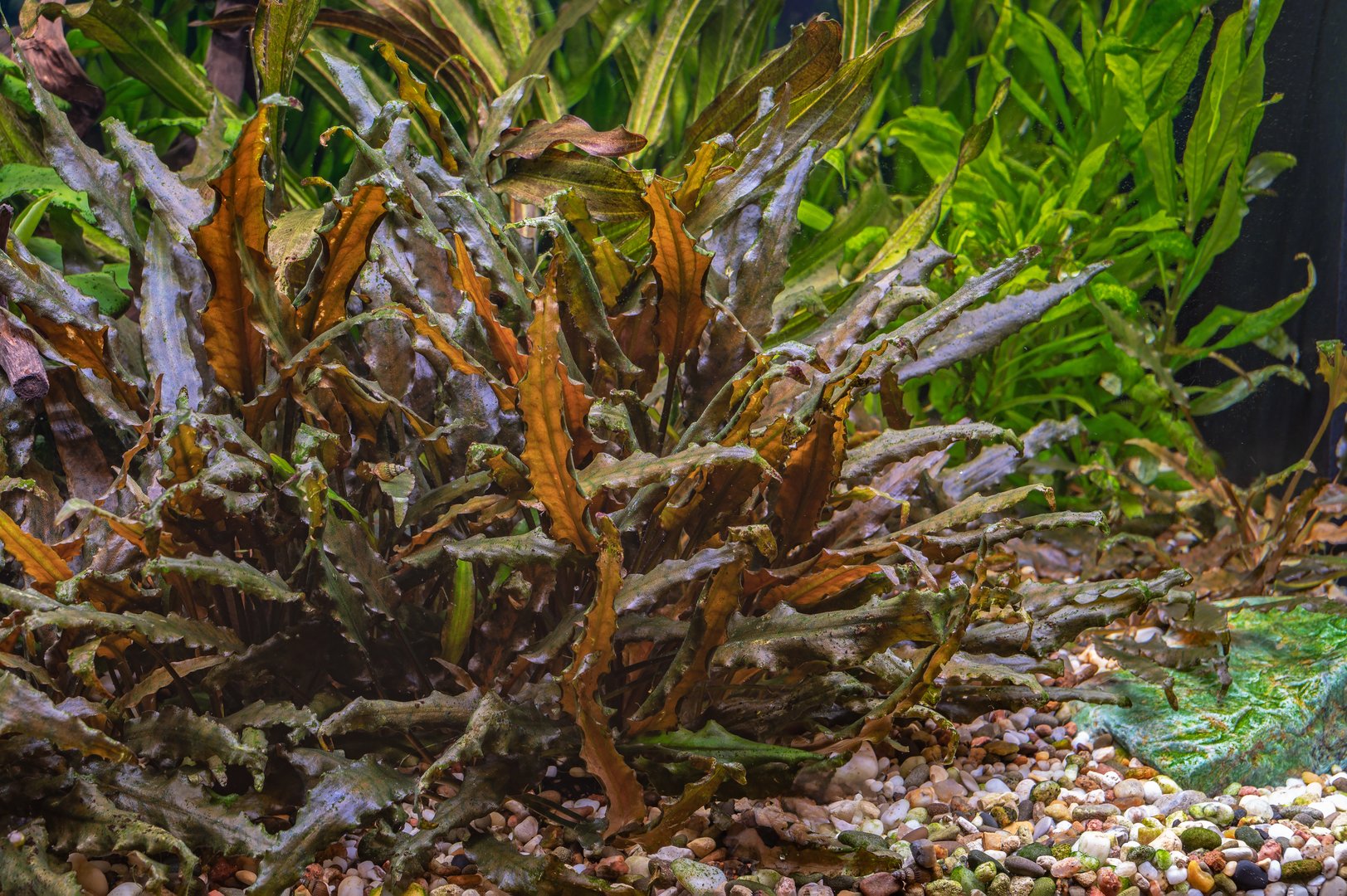 Water aquarium plant Cryptocoryne wendtii in freshwater domestic aquarium. Design element.