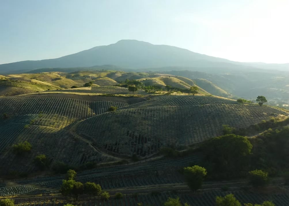Tequila production process