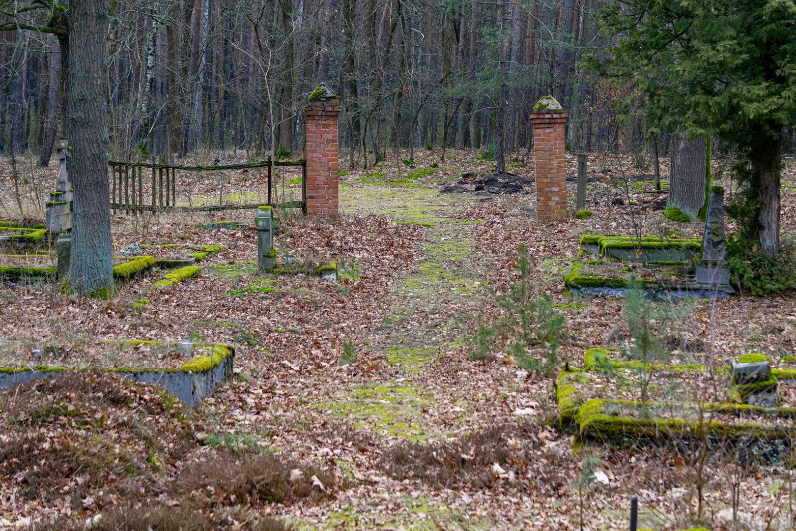 old historical abandoned and forgotten cemetery in the middle of the forest. crumbling and sometimes damaged tombstones. graves overgrown with moss in the forest