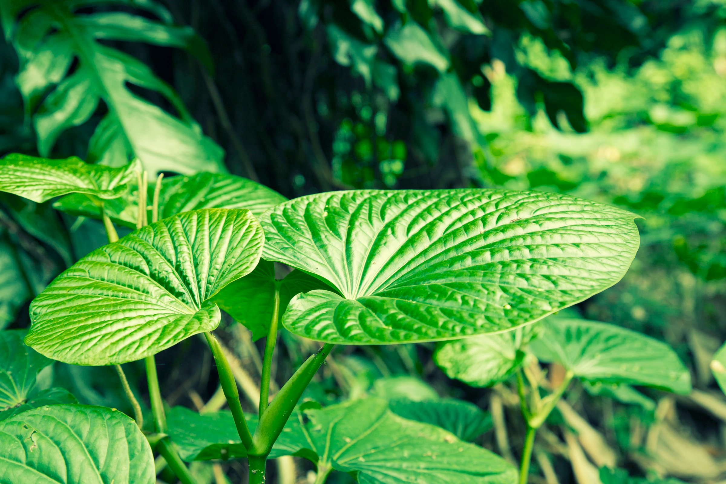 Kava Piper methysticum plant leaves outdoor from the garden use to make Kava drink of people in Pacific Ocean cultures