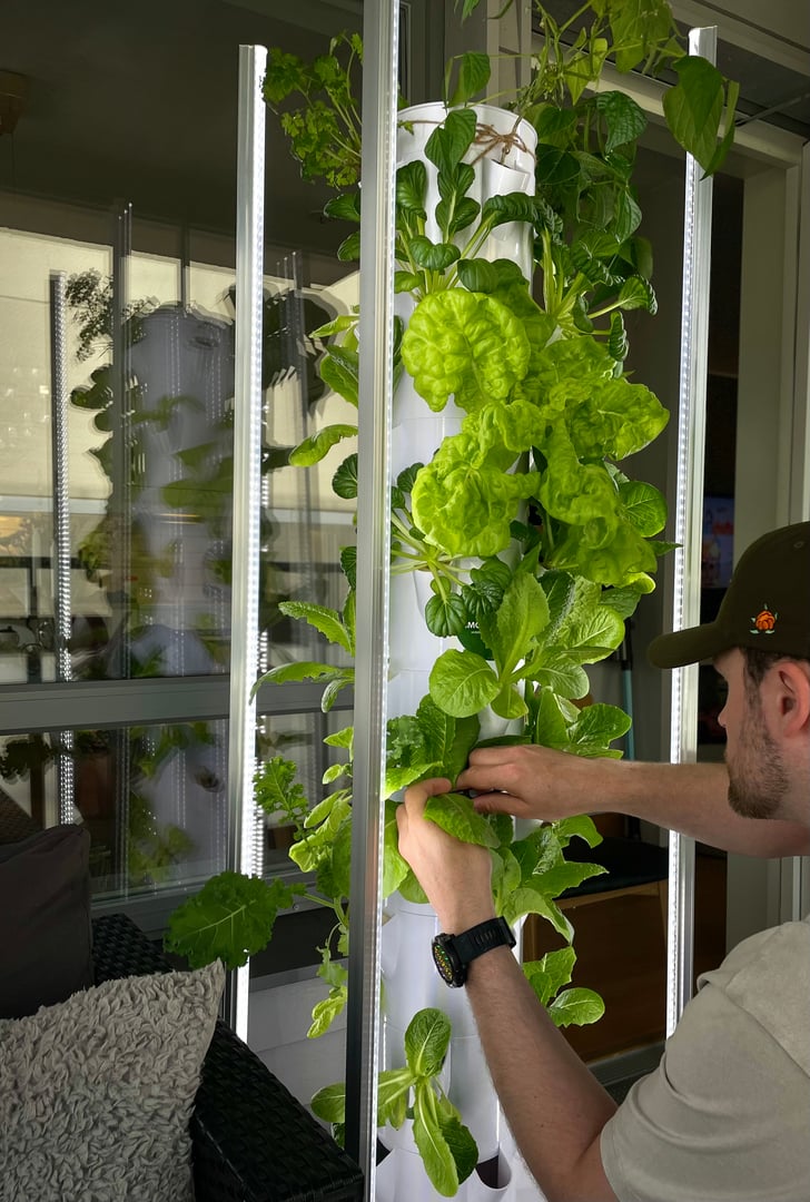 Attentive by plants woman taking care for monstera houseplant looking at leaves checking condition spending slow morning doing chores. Pleasure of happy female enjoying growing potted plants at home.
