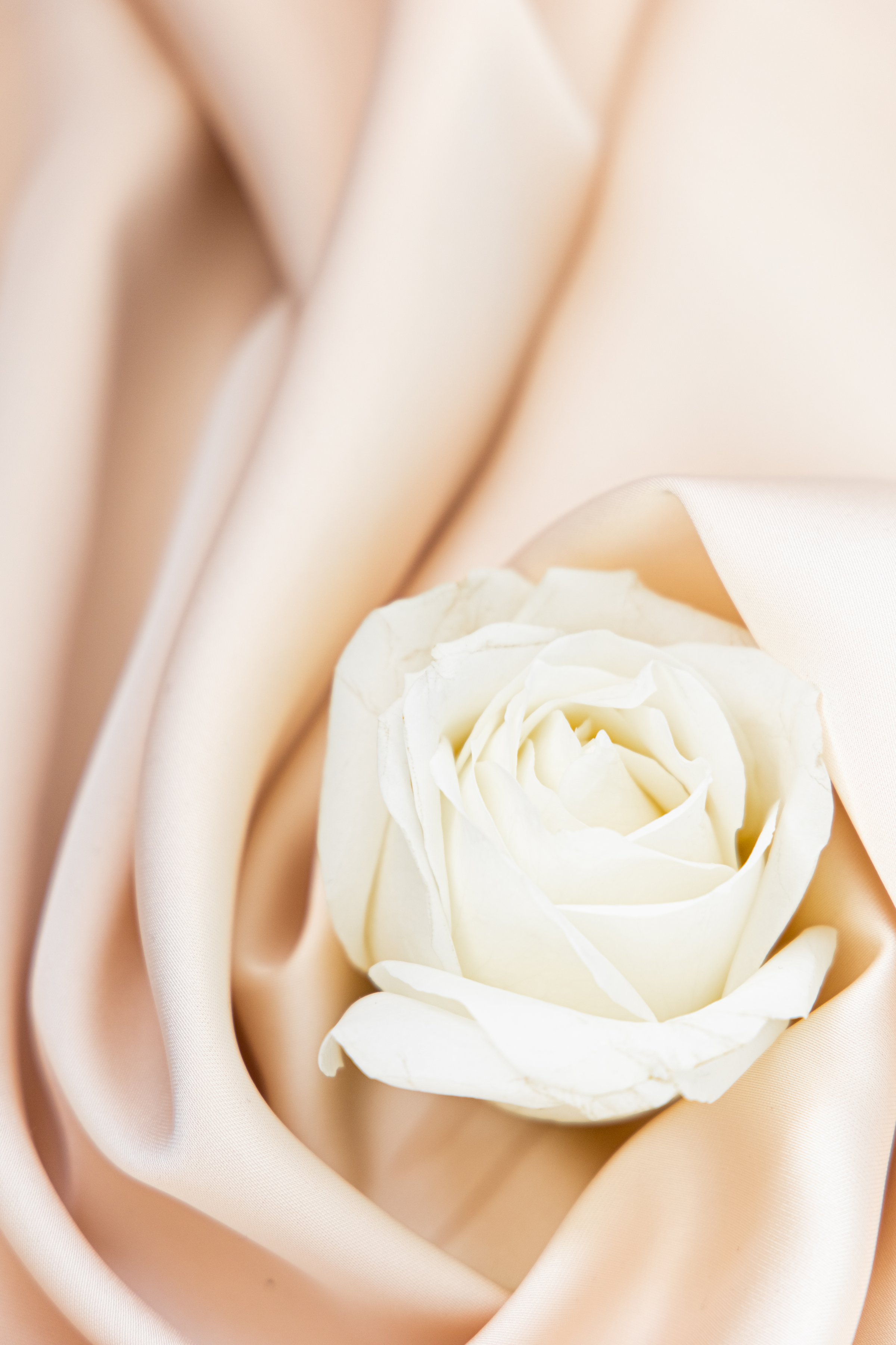 A soft white rose gently placed on elegant peach fabric creates a tranquil and serene atmosphere perfect for special occasions.