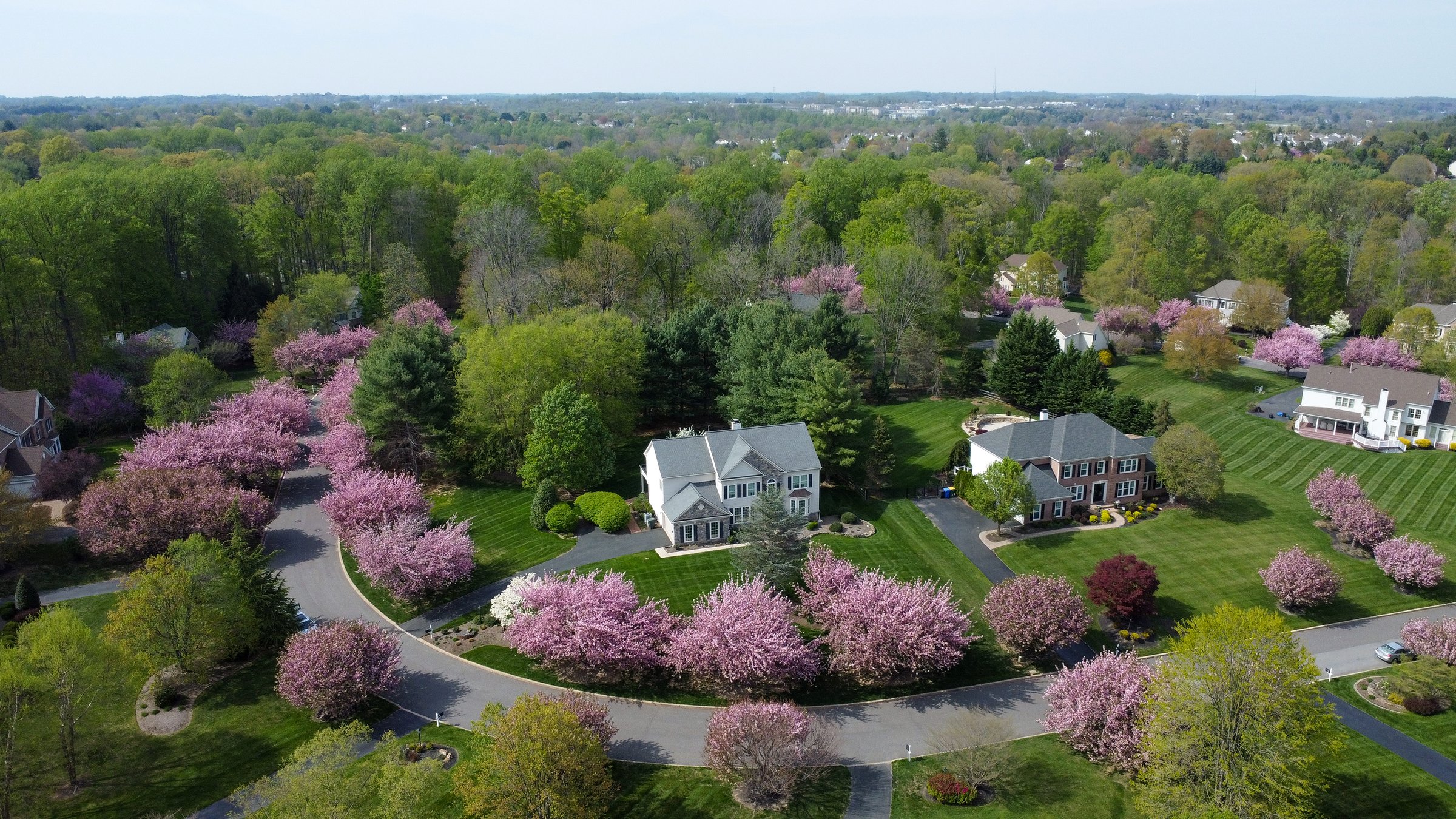 Cherry blossom flowers blooming in a residential community in Garnet Valley, suburb of Philadelphia, Pennsylvania