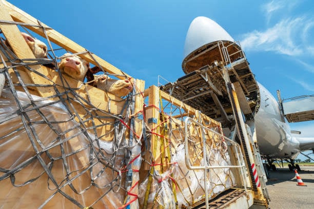 Cows in crates being loaded onto a large cargo plane on a sunny day, with visible wooden and net restraints.