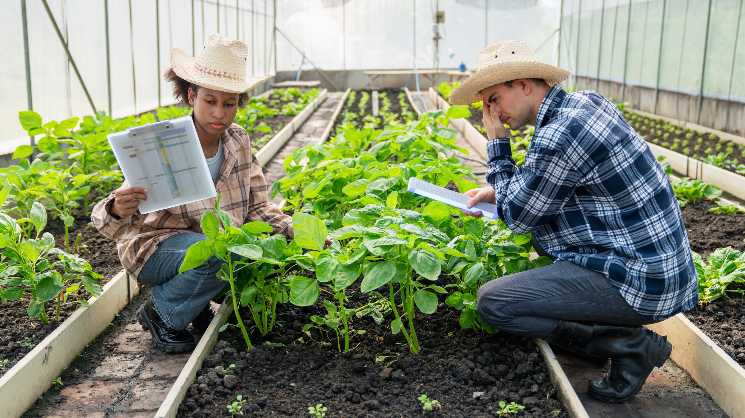 Farmers checking and caring for vegetables growing in a greenhouse, modern agriculture and organic farming concept.