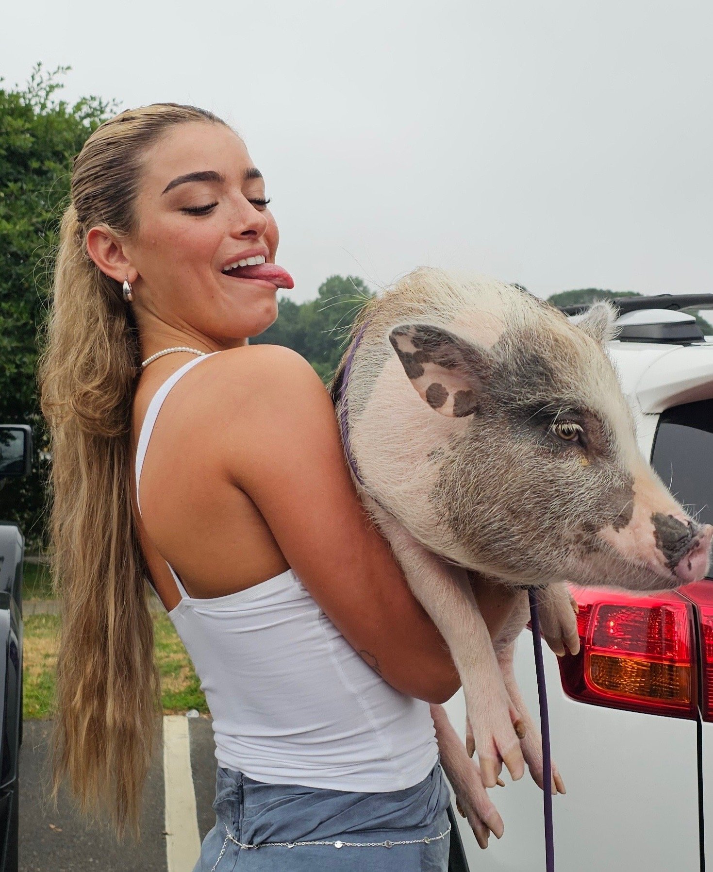 Media and corporate event with pigs