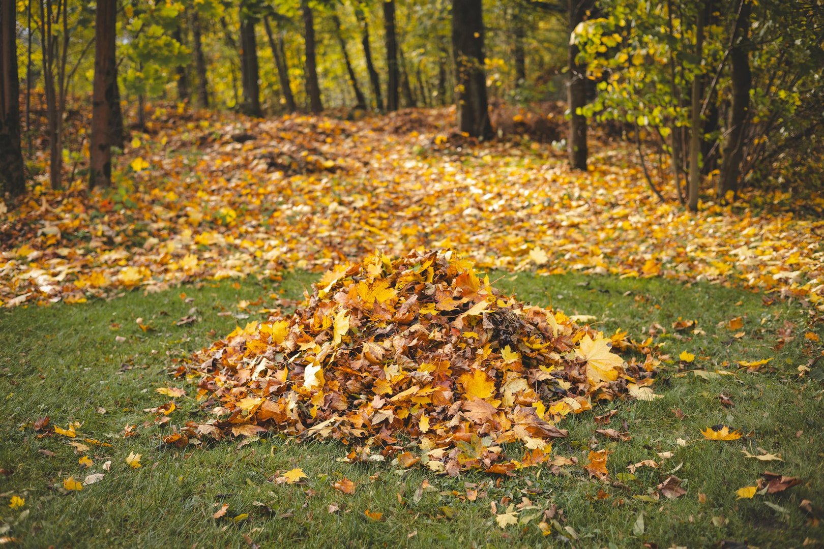 Vibrant pile of autumn leaves on a green lawn, surrounded by a colorful forest. The golden, orange, and yellow hues highlight the beauty of fall in nature.