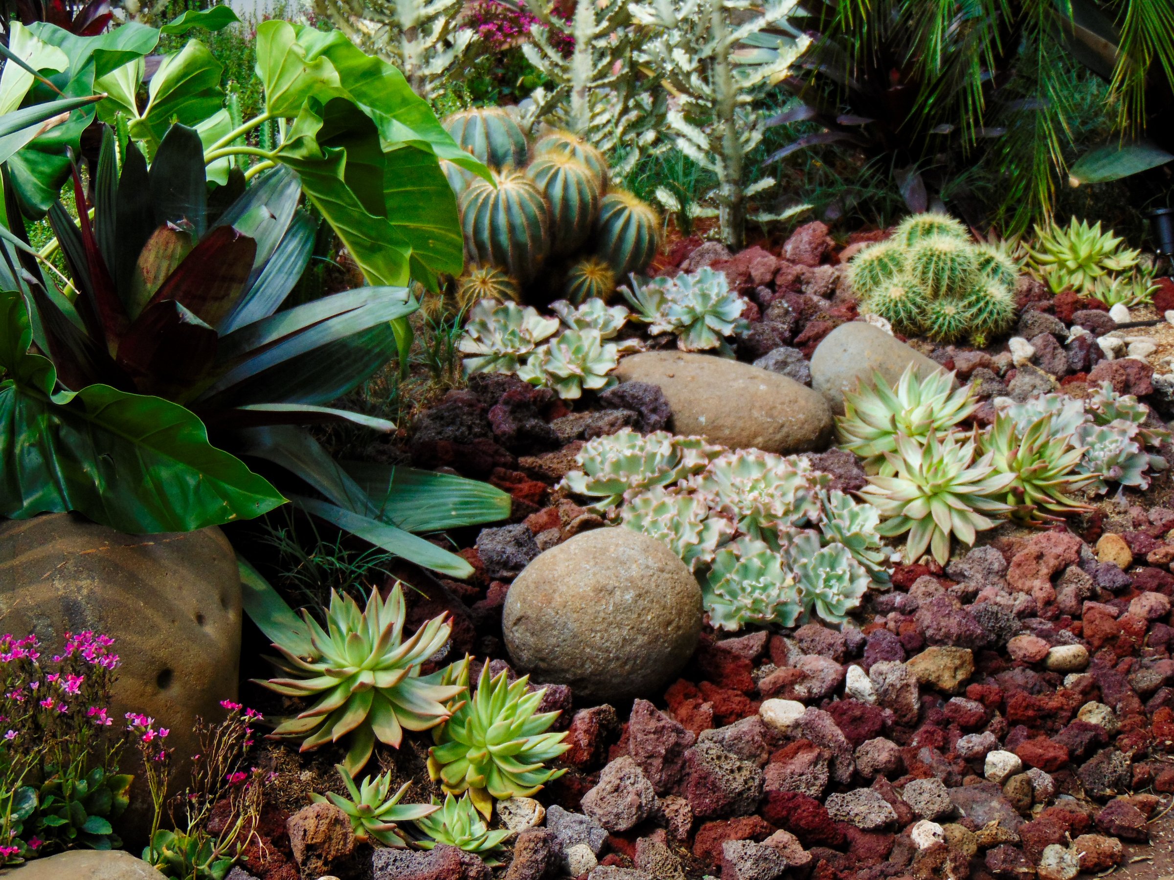 A beautiful view of the desert garden design inspiration with lava rocks, stones, succulents, cactus, kalanchoe flower, and others.