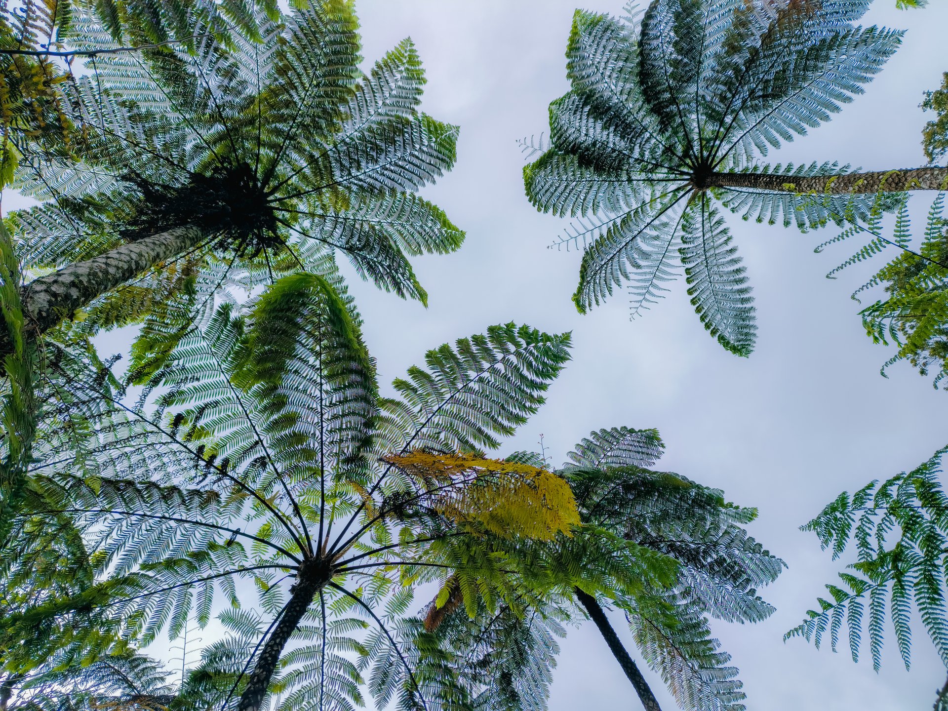 cyathea lepifera tree leaves with sky background