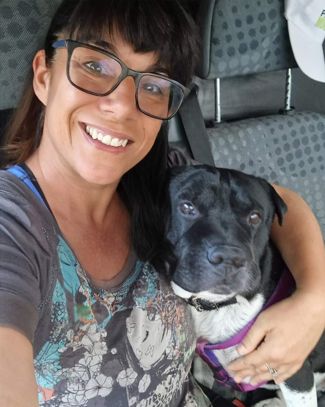 Dog in van adventure