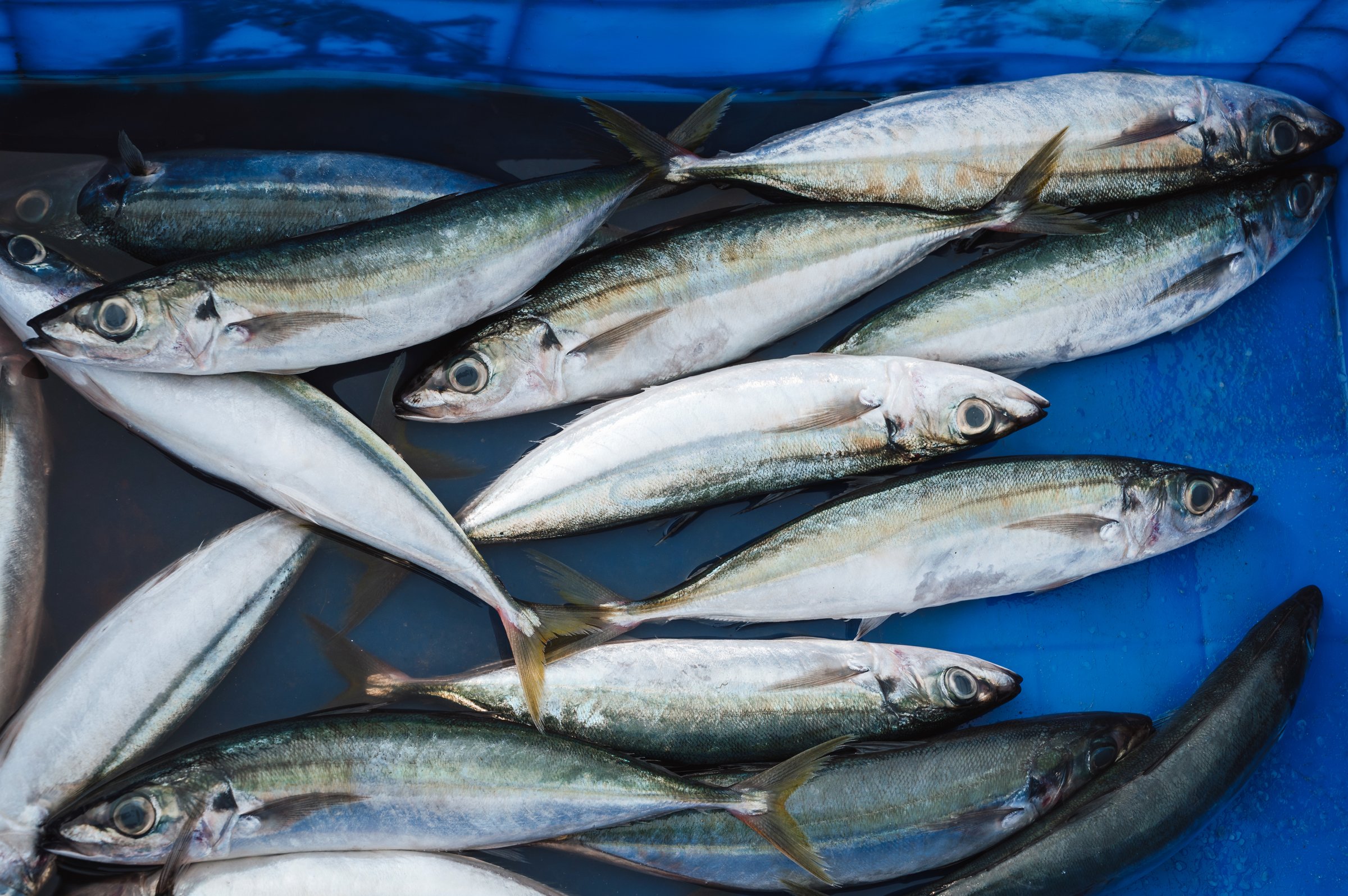 catch of fresh sea fish in a container at seafood market