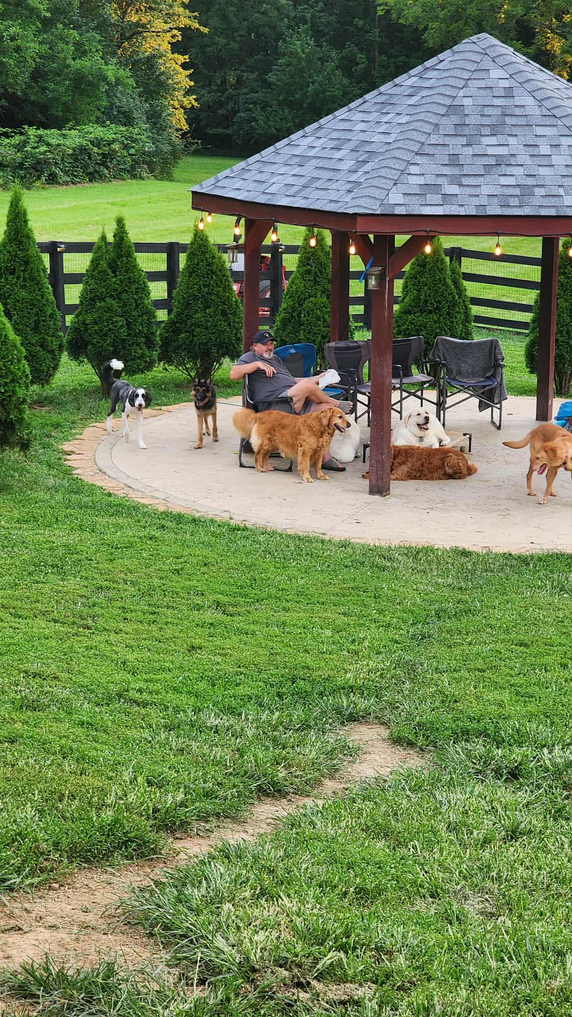 Playful dog having fun