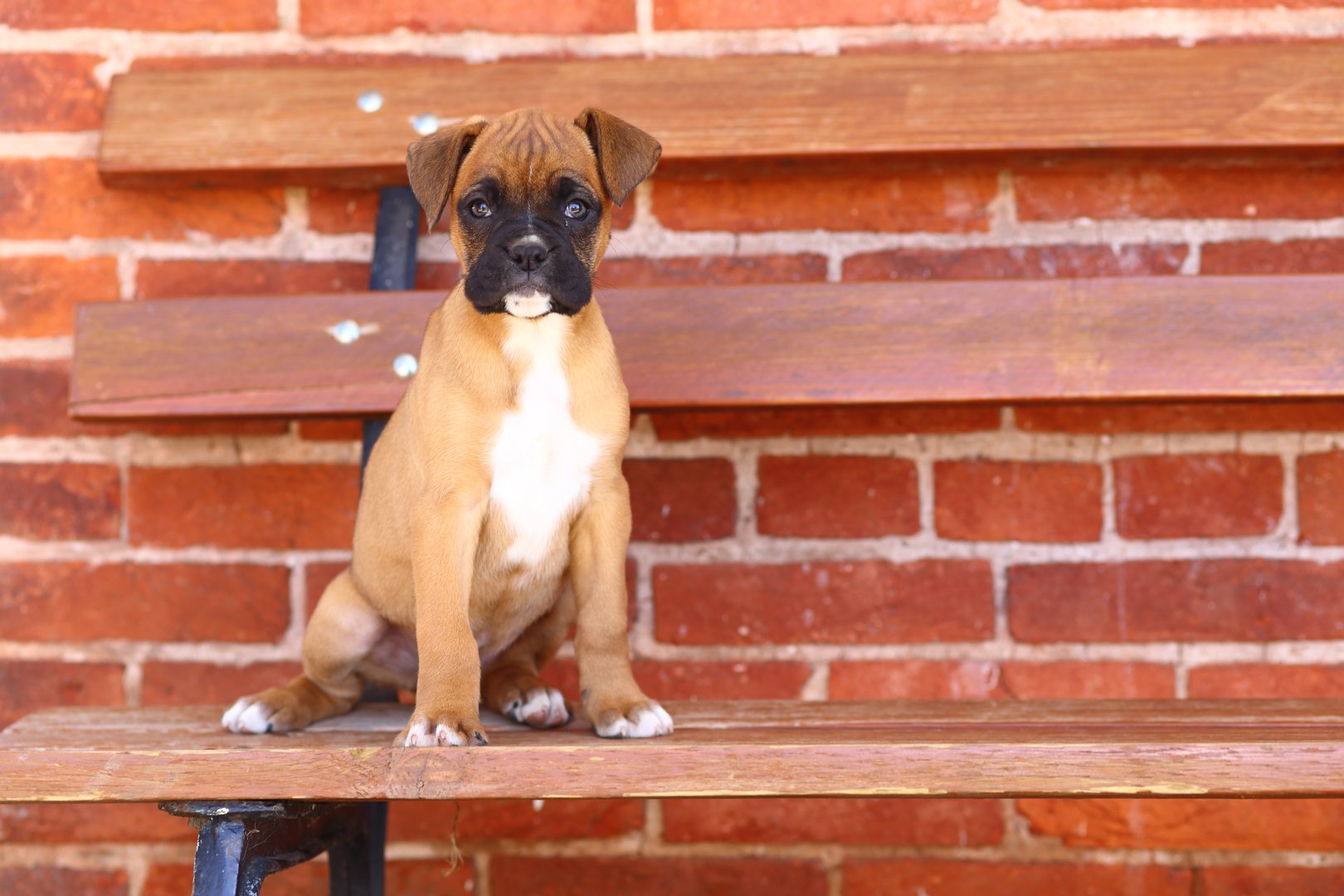 An adorable Boxer puppy sits on a wooden bench in front of a red brick wall.