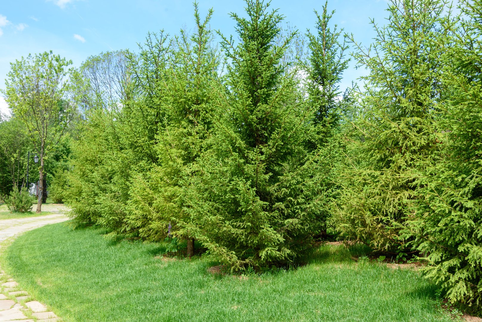 Lush evergreen spruce trees and stone walkway