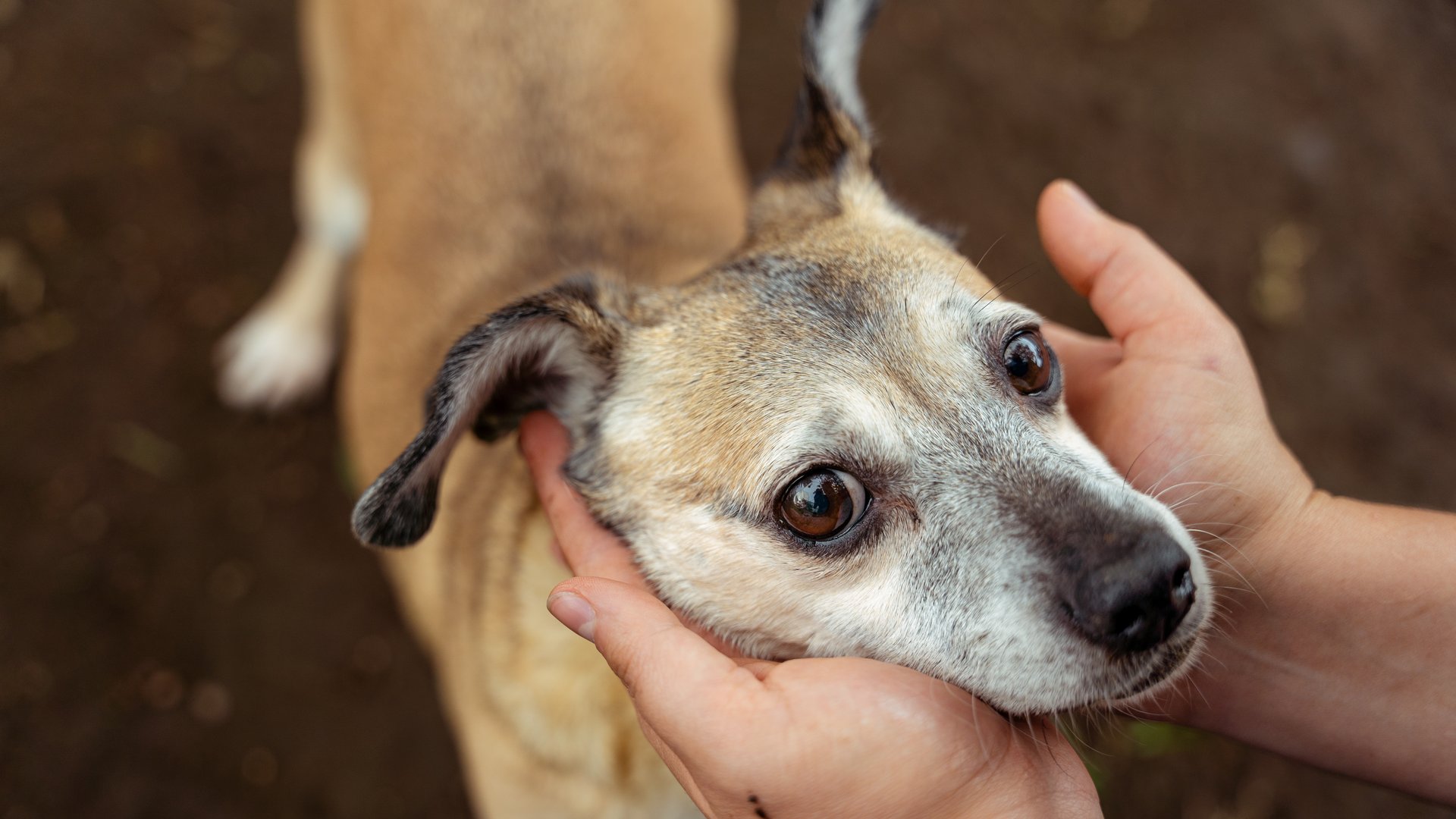 Hands gently holding the face of an old dog, expressing love and connection