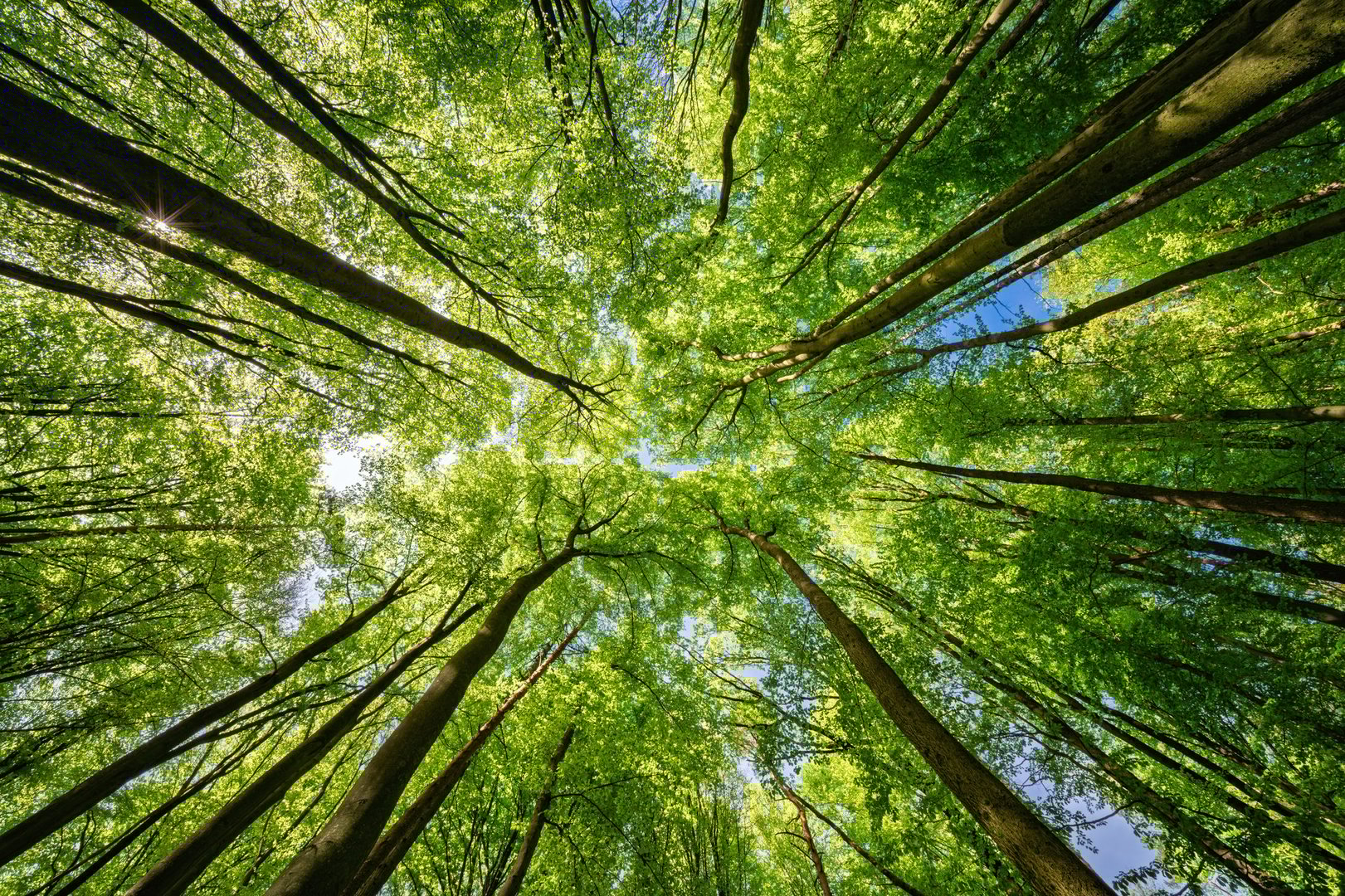 Upward view into a vibrant green forest canopy with sunlight filtering through leaves. Concept for nature, sustainability, environment, relaxation, growth, and eco awareness.