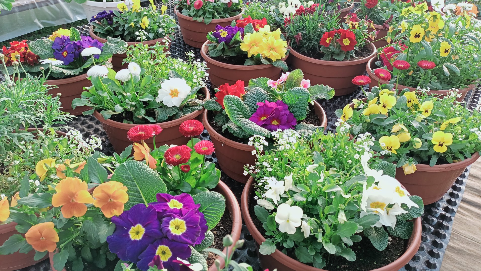 Beautiful flower pots and containers