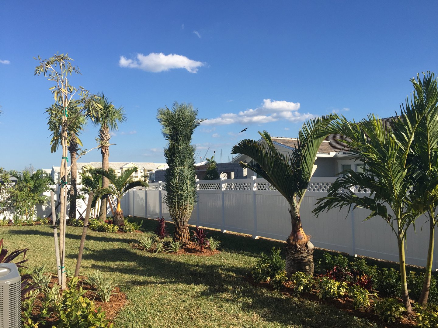 A backyard garden with palm trees, manicured grass, and a white fence under a clear blue sky.