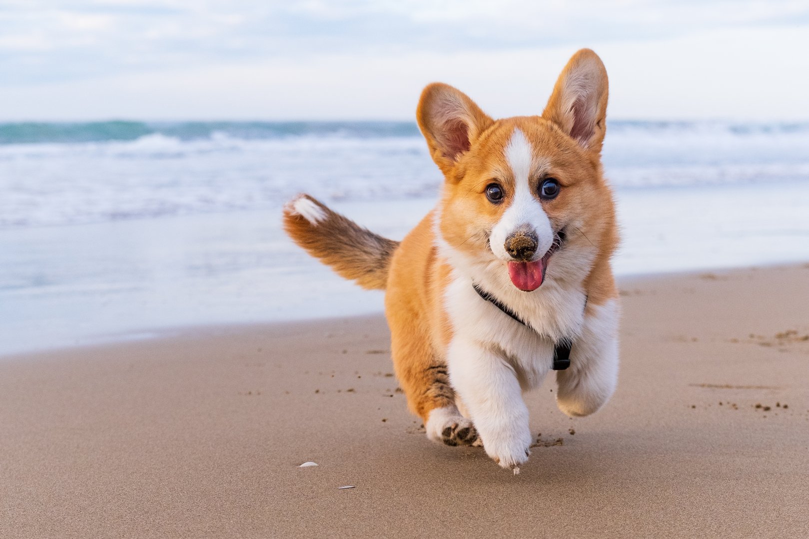 Corgi Pembroke puppy on sea coast. Dog beach and walking concept. World Pet Day. Concept image for veterinary clinics, sites about dogs