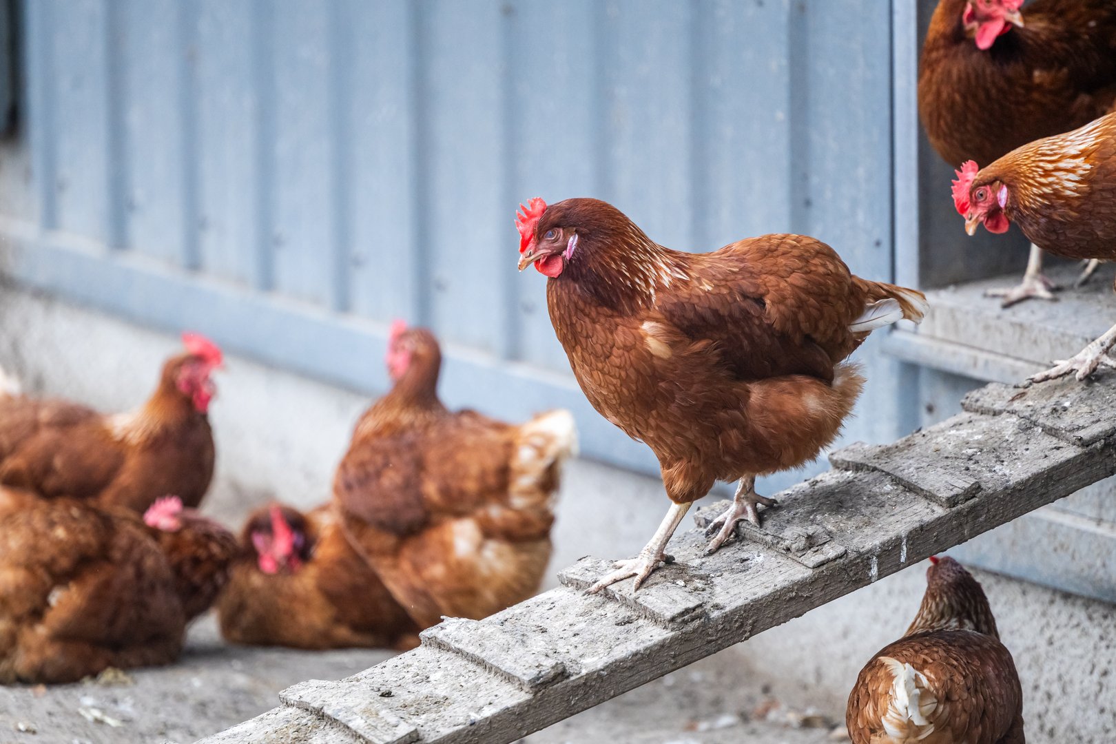 Chickens on our farm