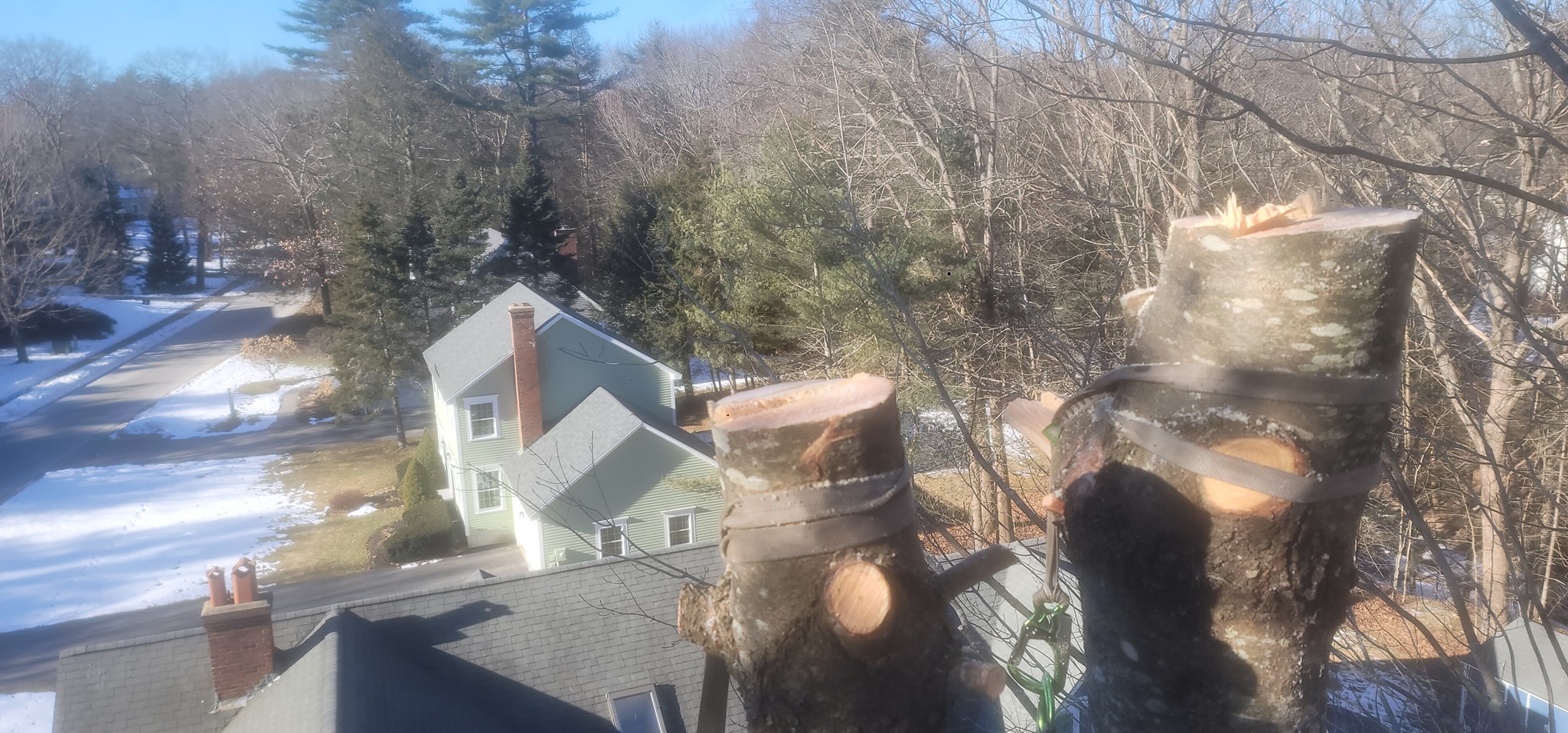 Professional tree care