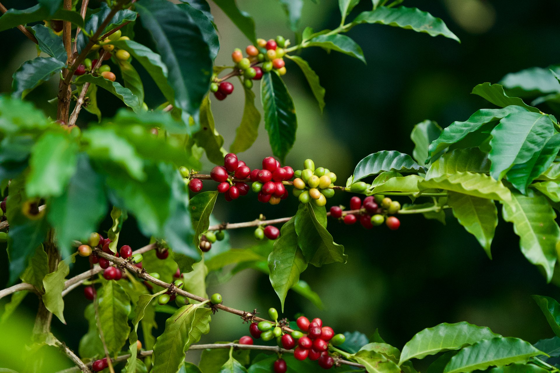 Coffee bush with red and green beans in the coffee region in the Colombian mountains .