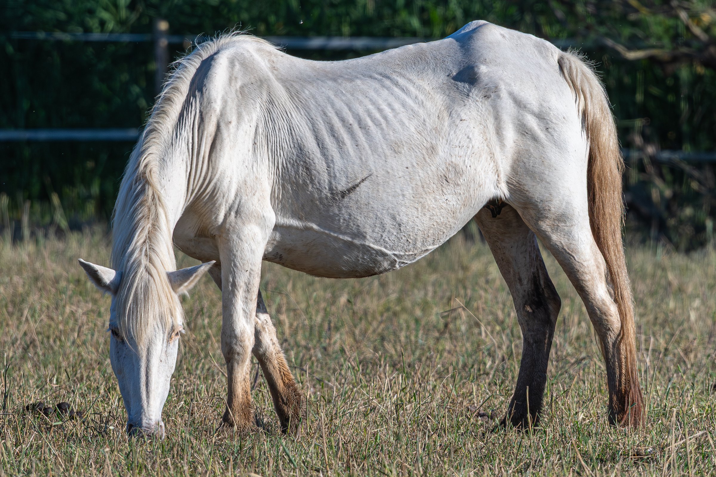 Horse in need