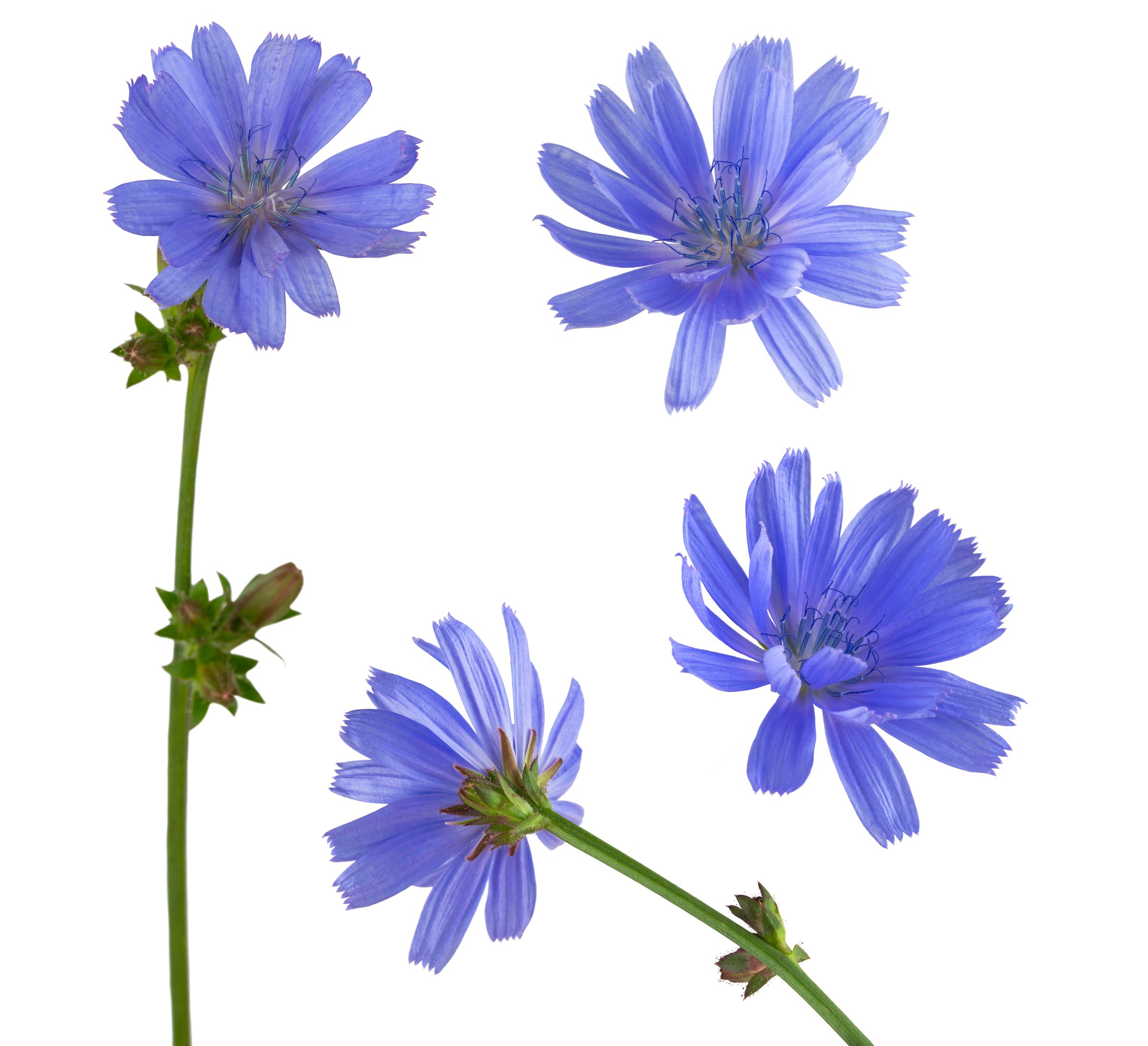 medicinal chicory flower on a green stem with buds, cornflower, isolated