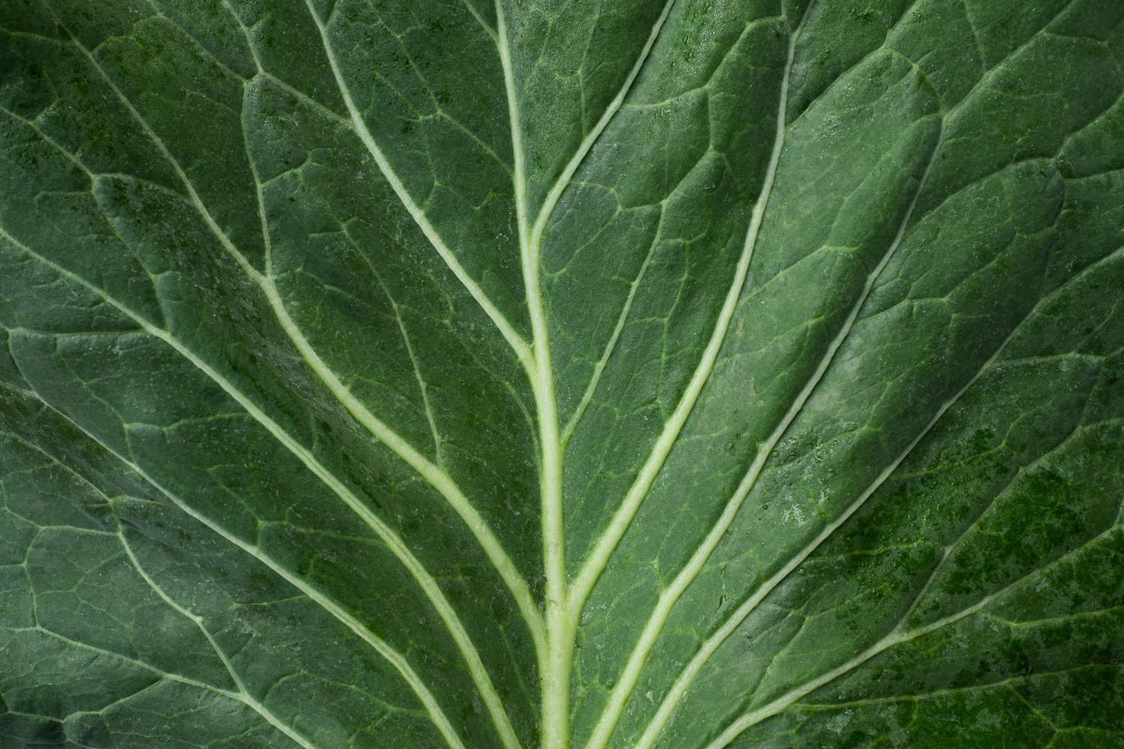Closeup texture fresh green cabbage vegetable leaves