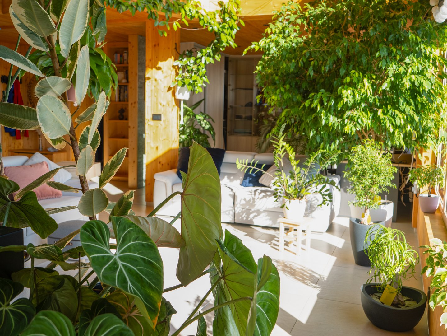Sunlit modern living room overflows with vibrant houseplants in stylish pots. Comfortable white couch is surrounded by lush leafy greenery. Wooden walls and large windows create a cozy, green oasis.