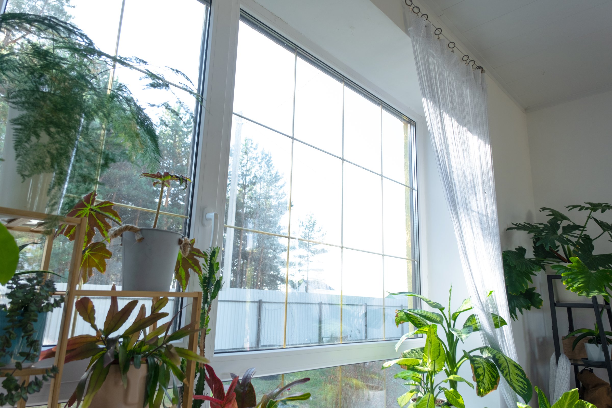 Window from inside the house plastic double-glazed window view outside to forest - interior salon with potted plants, clean glass after cleaning windows, closed window
