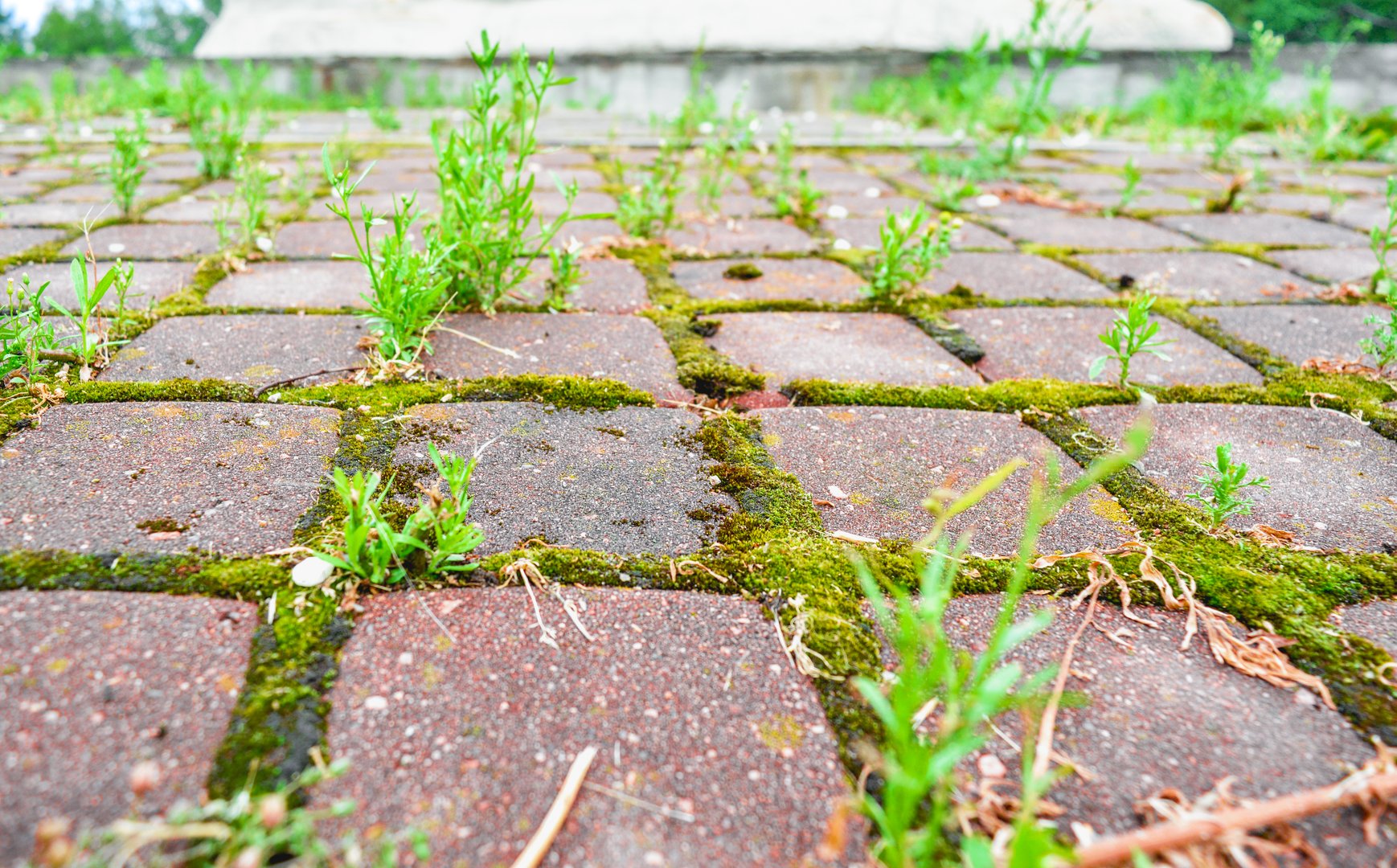 Perspective with shallow depth of field of old cobblestone pavement in city park. Wild grass and moss grow between small square cobblestone tiles of old pavement