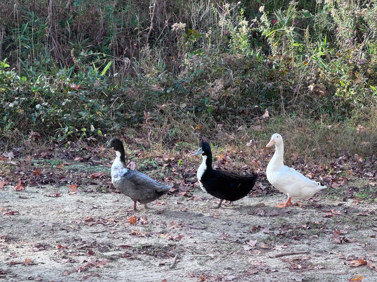 Students caring for animals at Wondering Woods Farm
