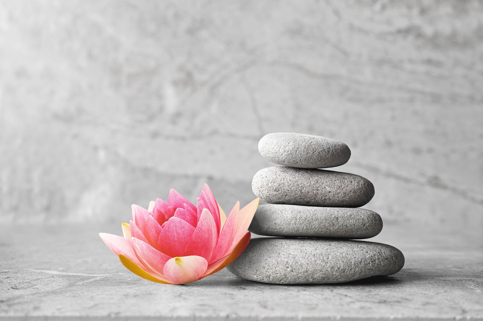 Beautiful pink lotus flower and stones balance, concept of wellness spa treatments for the beauty of mind and body, massage, zen stone.