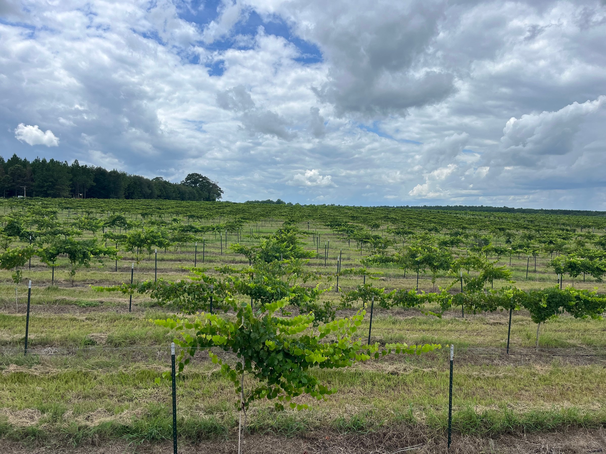 The Good Grape Company muscadine vineyard