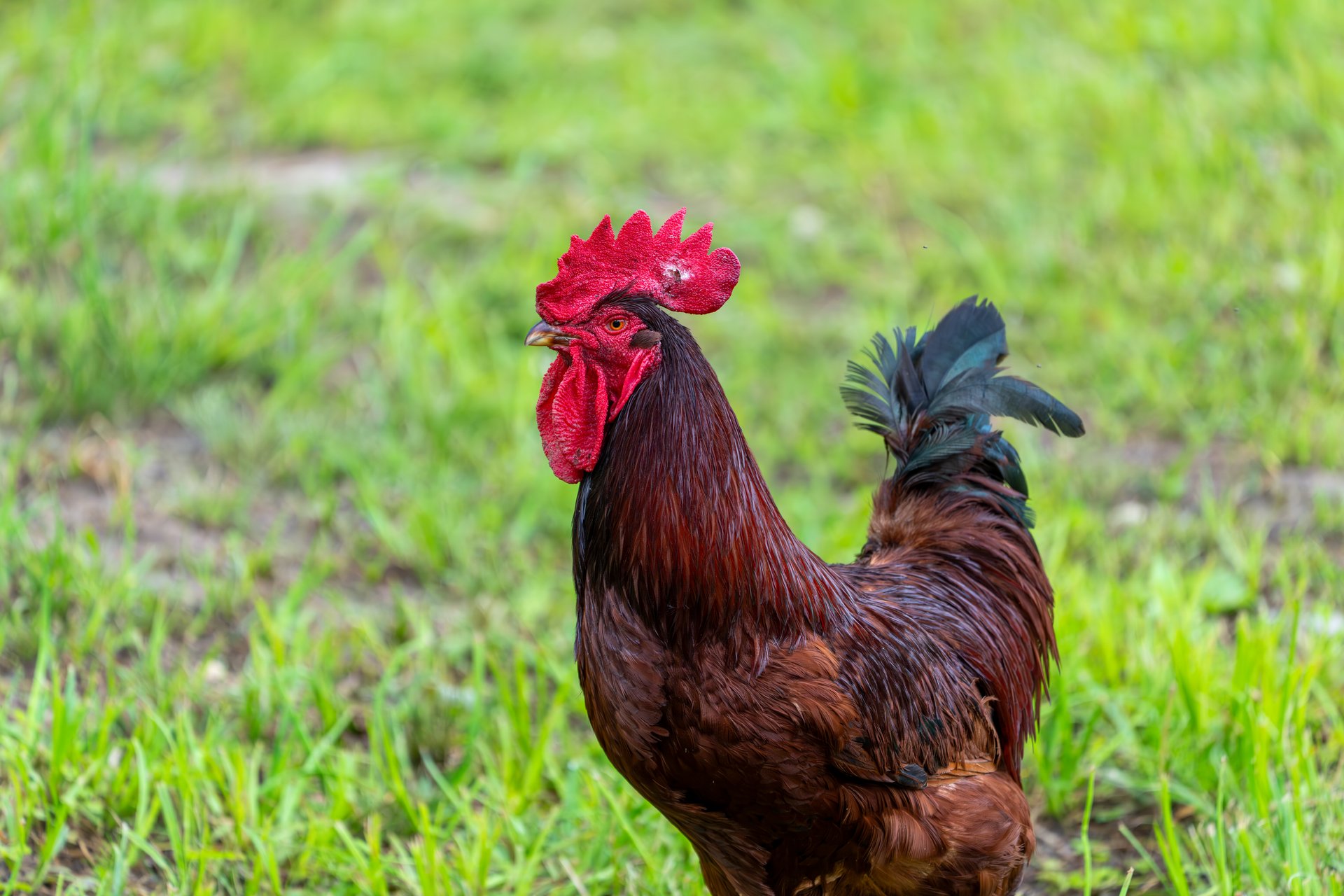 Rooster standing on a grassy area. It has a vibrant red comb and wattle, with lustrous brown feathers covering its body. The tail is a mix of darker hues, adding contrast. The background features lush green grass, suggesting an outdoor farm or rural setting. The rooster's alert posture highlights its keen awareness and natural presence in the environment.