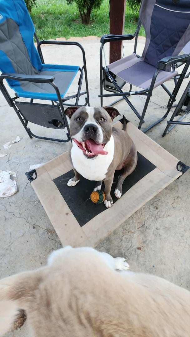 Beautiful dog in our care