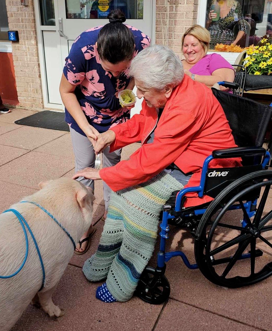 Happy piglet with guests
