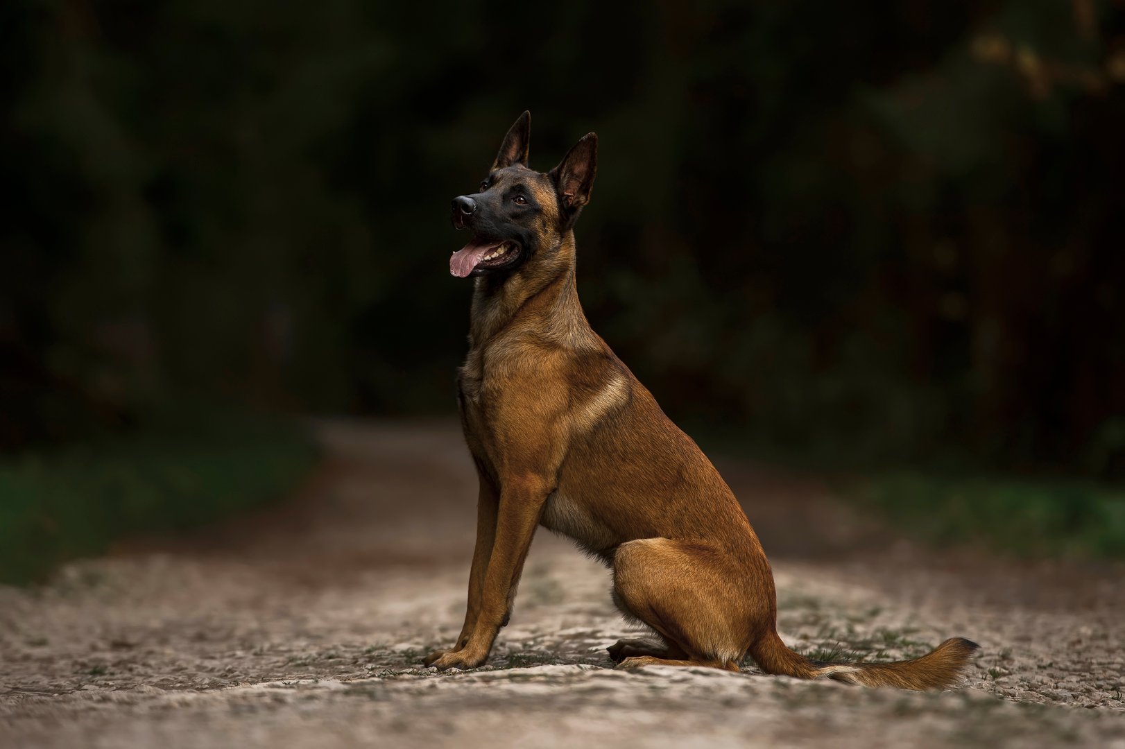 A Belgian Malinois is sitting on a gravel path in a forest, with its ears perked up and mouth open, looking alert and attentive.