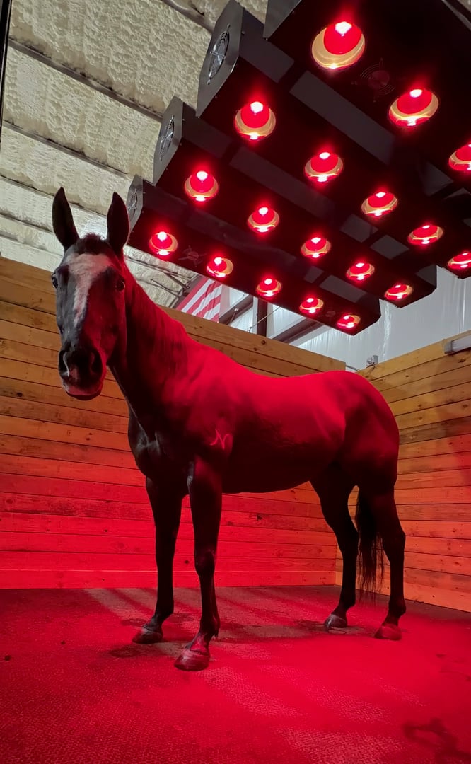 Solarium therapy for horses at Blu Equine